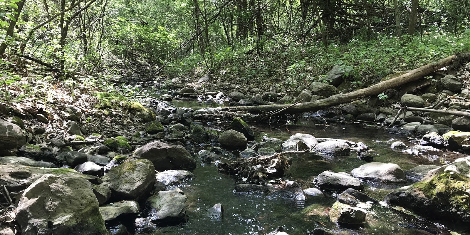 Carver Ravine - Ramsey-Washington Metro Watershed District