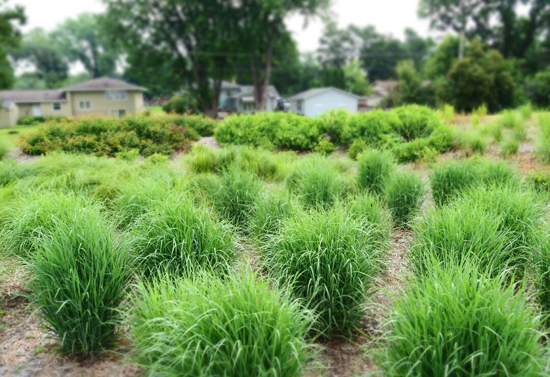 Maplewood Middle School Rain Garden Prairie Grasses