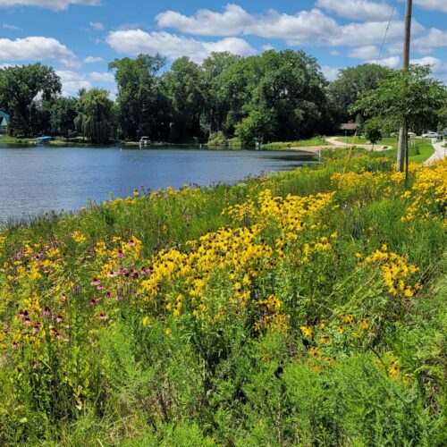 Lake Owasso Shoreline Restoration