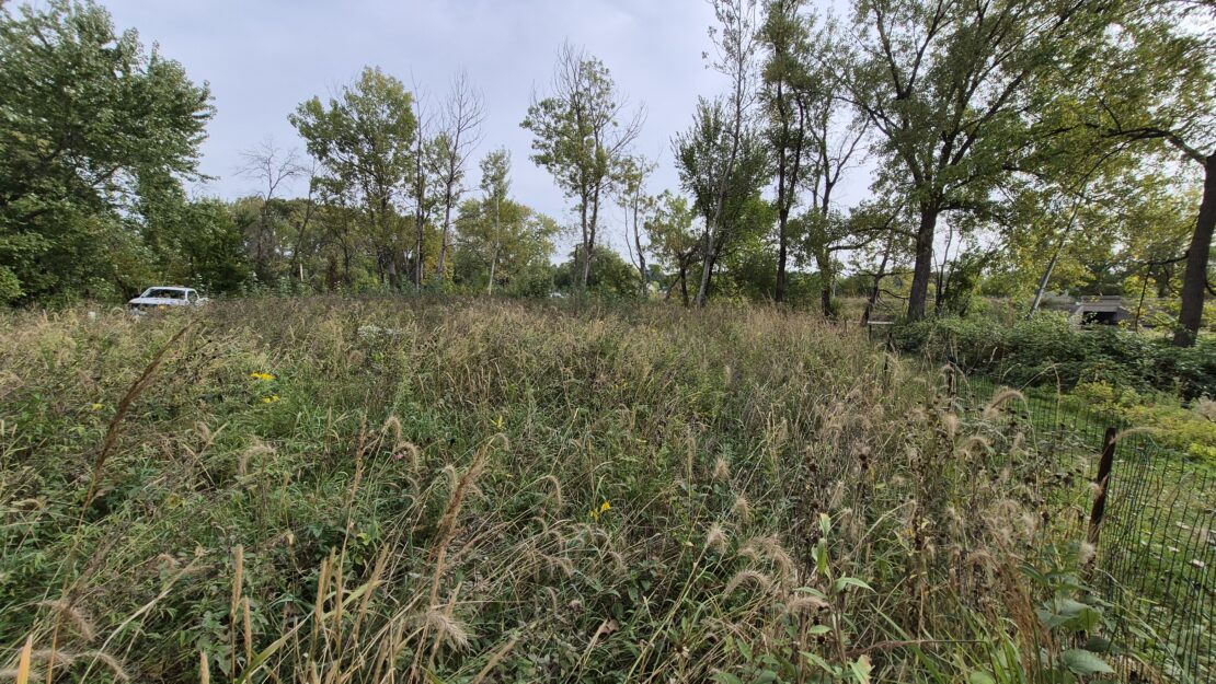 Overgrown field with tall grasses and wildflowers under a cloudy sky, bordered by dense trees. A white vehicle is partially visible to the left.
