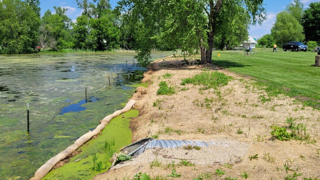 A grassy pond bank under a blue sky, with a drainpipe and sandbags near water covered in green algae. Trees in the background, cars and people in the distance.