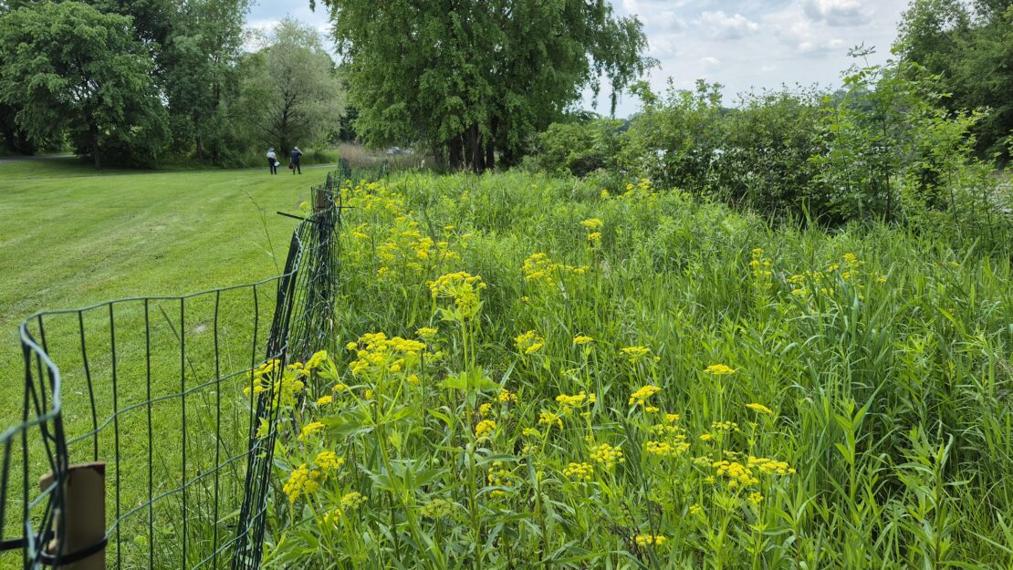 A lush landscape features a wire fence bordering a meadow filled with vibrant yellow wildflowers. Trees and bushes line the horizon under a cloudy sky. Two people walk in the distance.