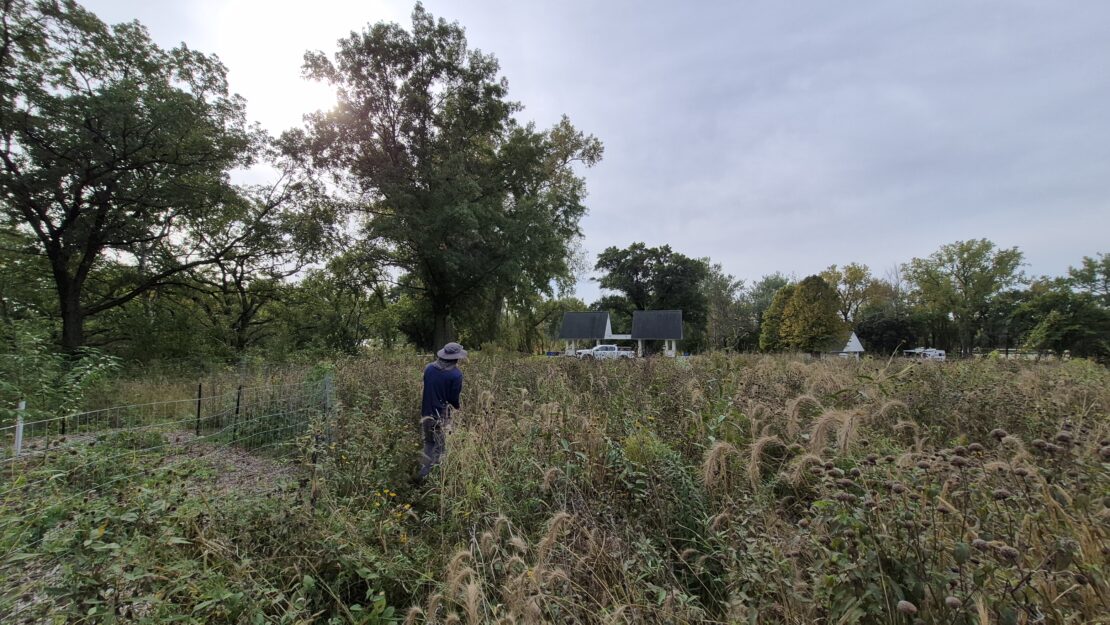 A person wearing a hat walks through a lush field of tall grass under a cloudy sky. There are trees and a pavilion in the distance.