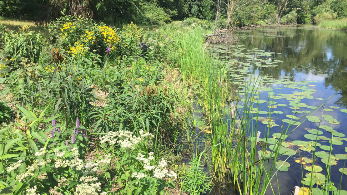 Lush pond scene with vibrant wildflowers, reeds, and lily pads under a clear blue sky. Reflective water enhances a serene, natural ambiance.