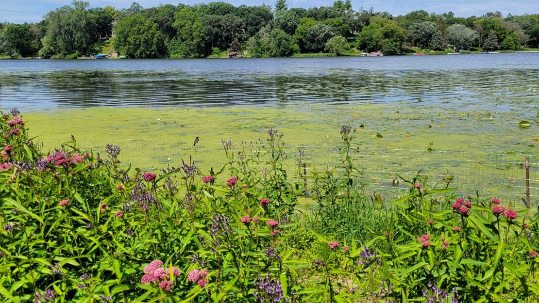 A lake scene with vibrant pink and purple wildflowers in the foreground. The lake, covered in patches of green algae, is bordered by lush trees.