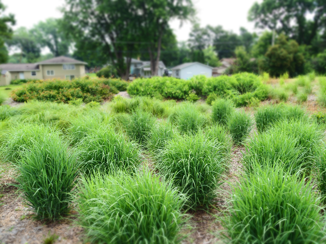 Raingarden grasses