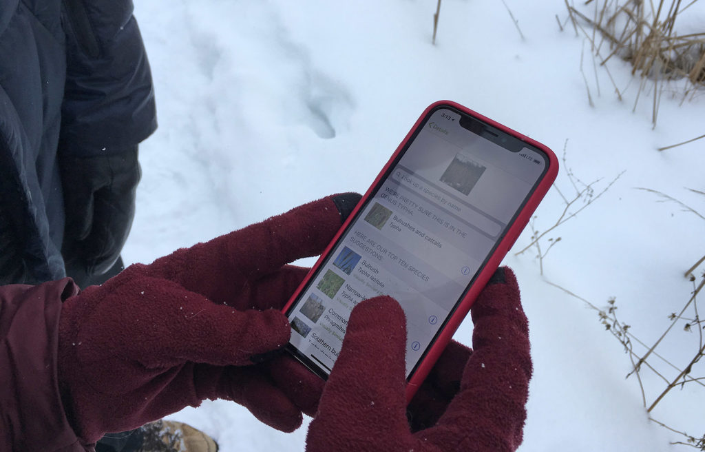 Phone with iNaturalist app