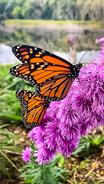 monarch butterfly on blazzing star